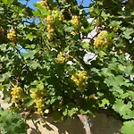 לינה וארוחת בוקר Aurelia