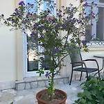 Aurelia לינה וארוחת בוקר