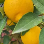 לינה וארוחת בוקר Aurelia מוסטר