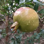 Aurelia 3* מוסטר
