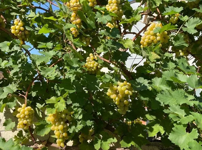 Bed & Breakfast Aurelia