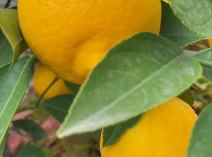 Bed & Breakfast Aurelia Mostar